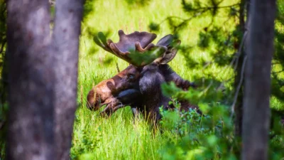aird creek maplecross nature reserve