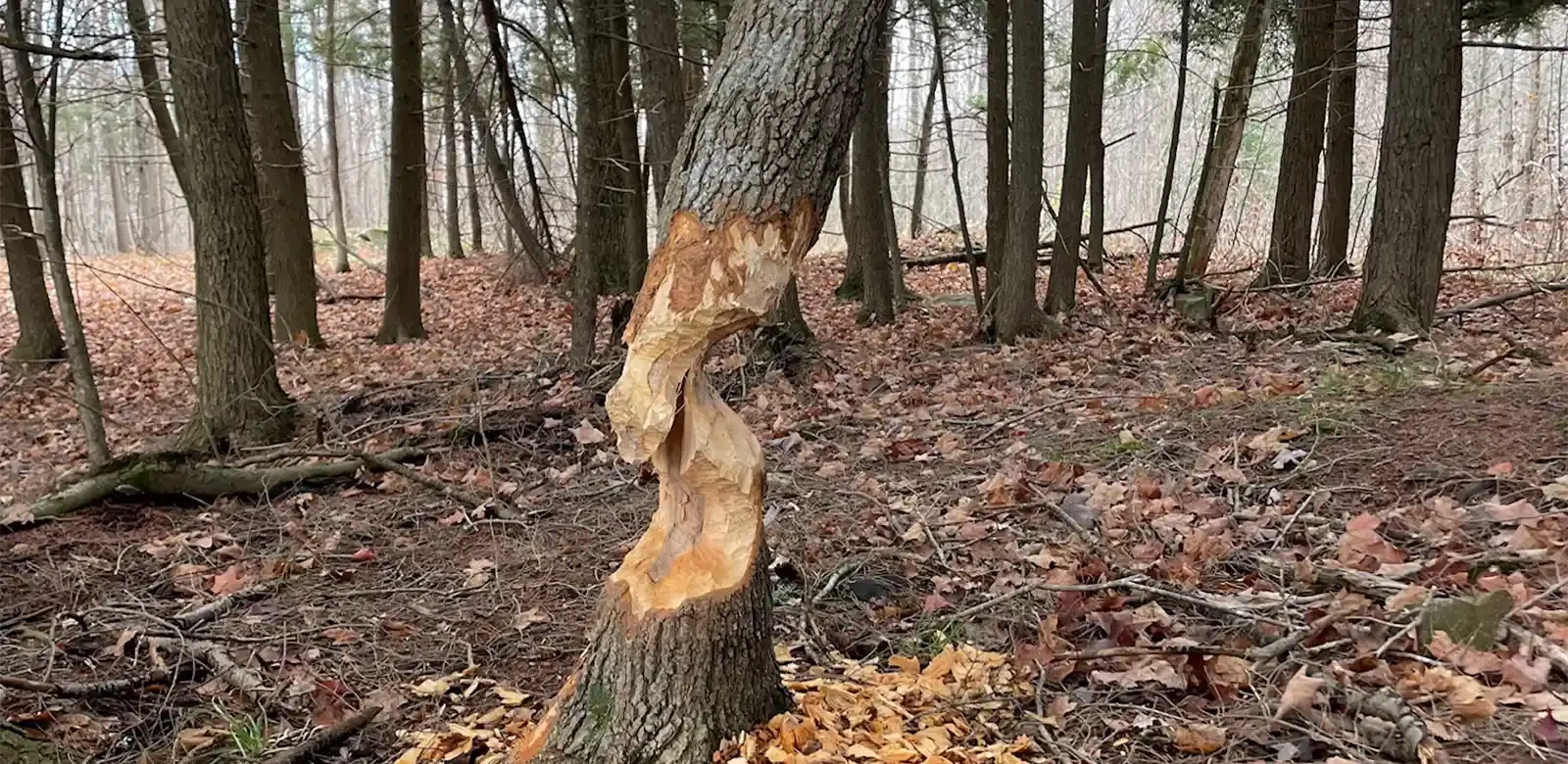 beaver tree