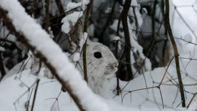 Eldridge Nature Reserve