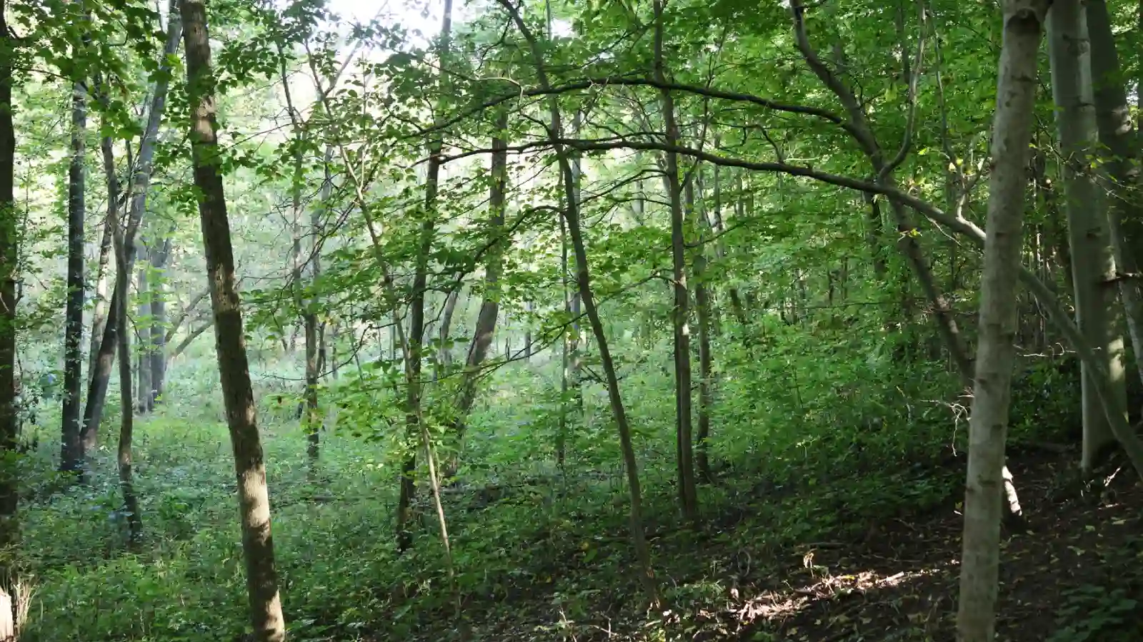 maplecross bass woods