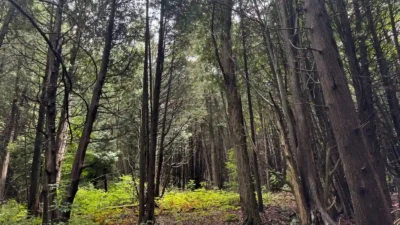maplecross nature reserve at limehouse roost