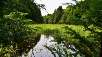 maplecross newlands nature reserve